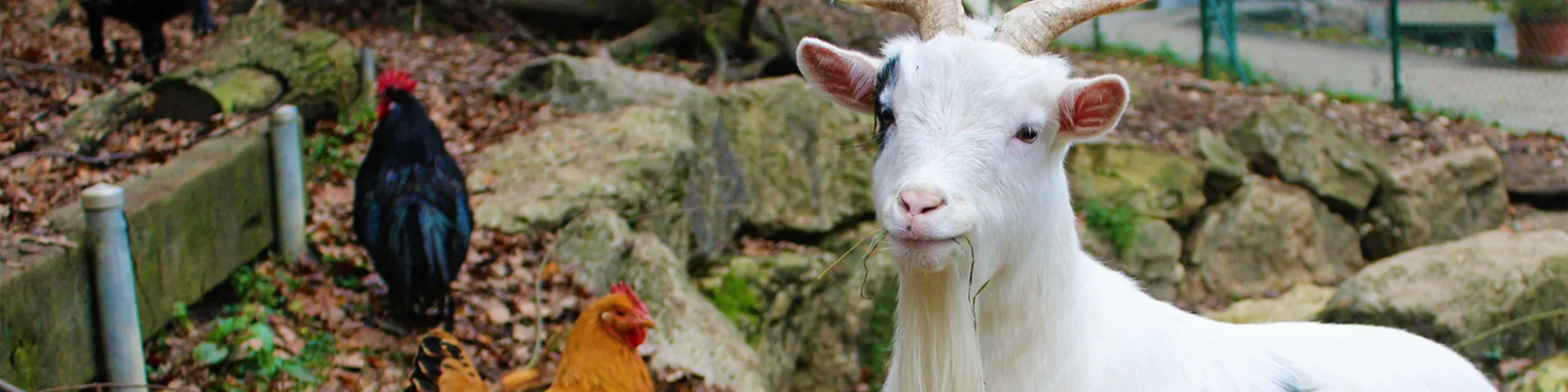 Tierpark Reinach