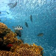 fair-fish setzt sich für die Fische ein