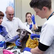 Notfallmedizinische Versorgung eines Hundes am Tierspital